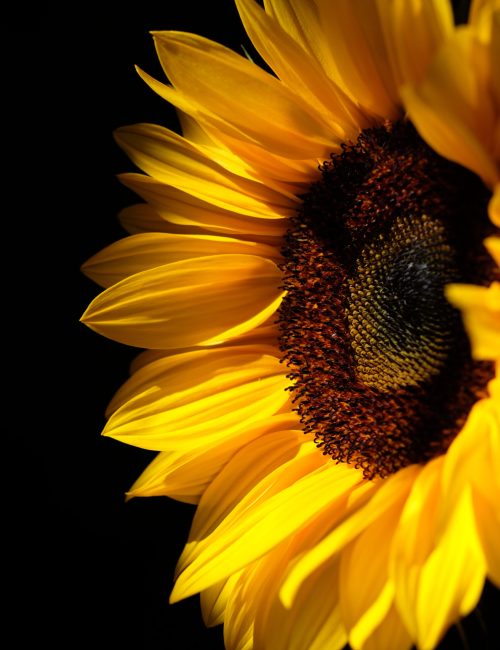 A vertical closeup shot of a sunflower on black background